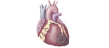 Сердце при воронкообразной деформации грудной клетки
